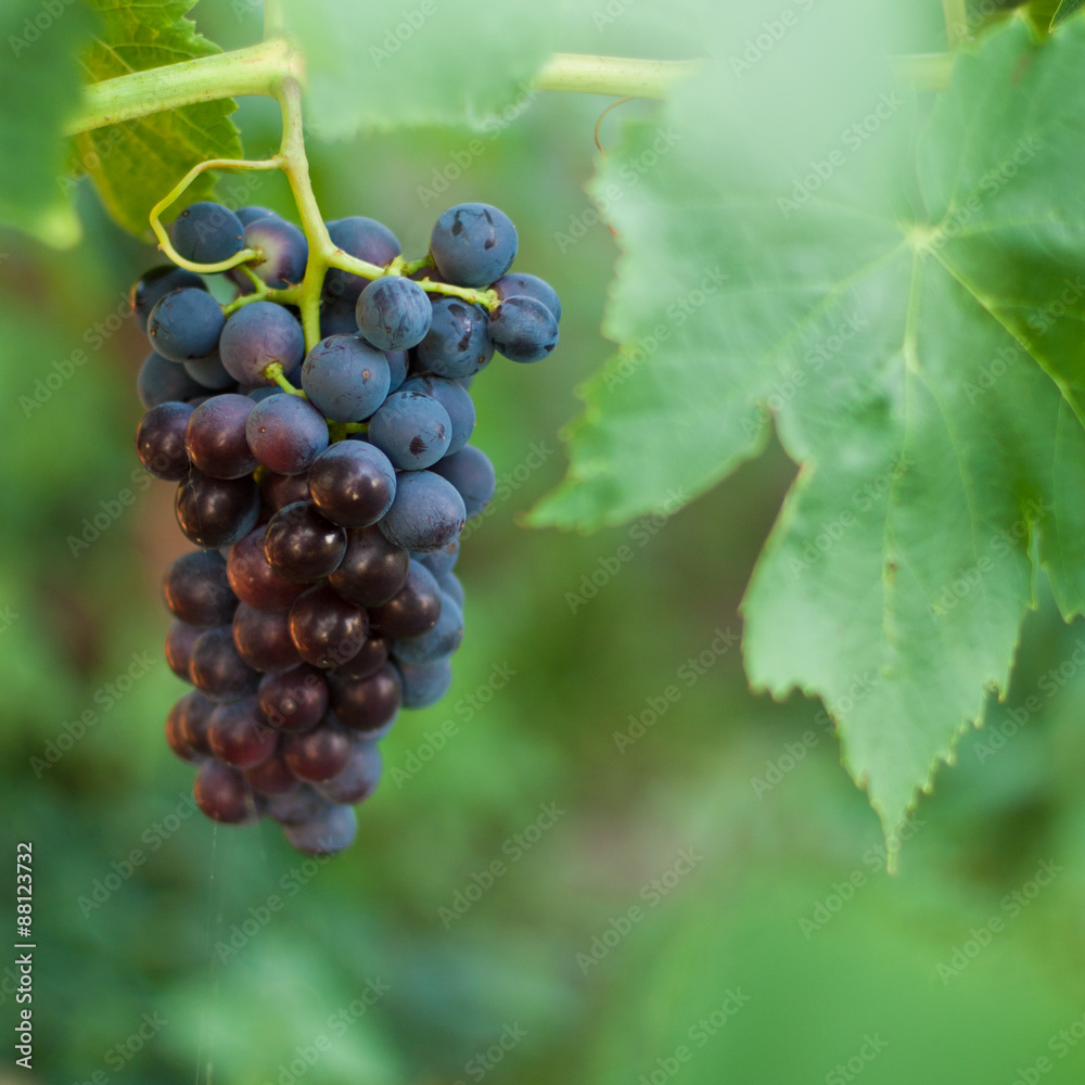 brunch of grape