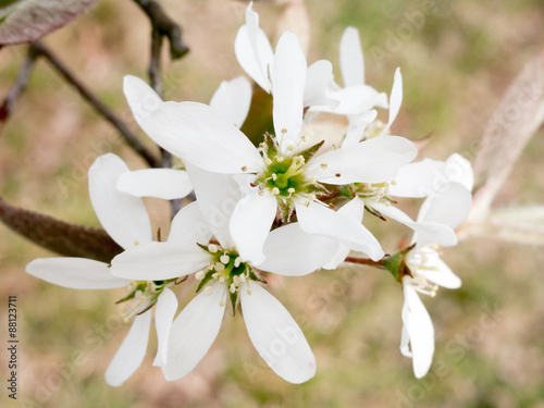 Close-up of white flowers of blooming serviceberry, Amelanchier lamarckii in spring, Netherlands photo