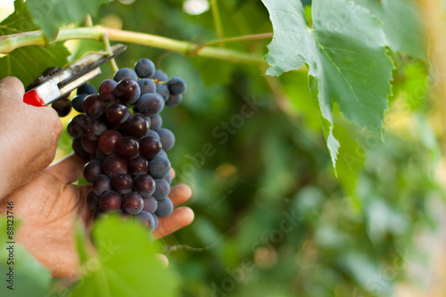 cutting grape