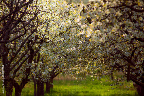 Spring cherry orchard South Bohemia Lhenice