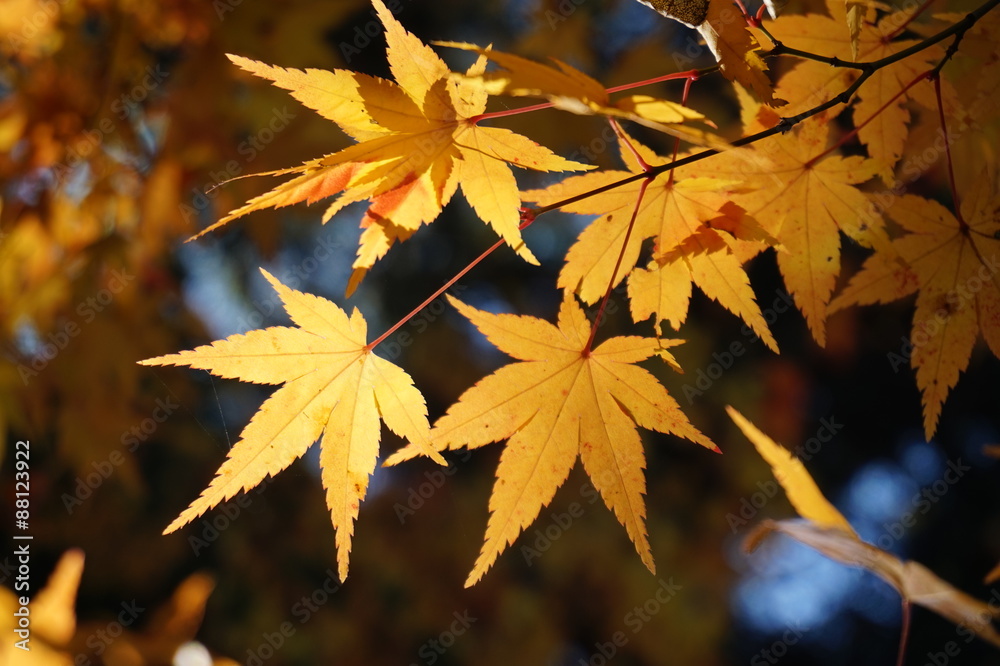 The autumn leaves The autumn leaves