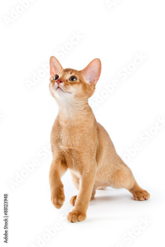 Abyssinian kitten