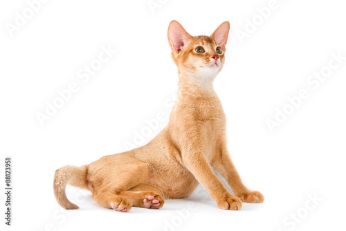 Abyssinian kitten