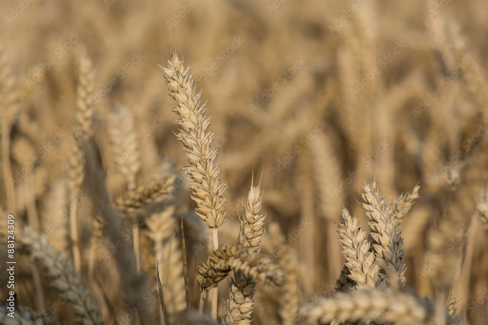 Fototapeta premium Cornfield with ripe wheat , ready to be harvested