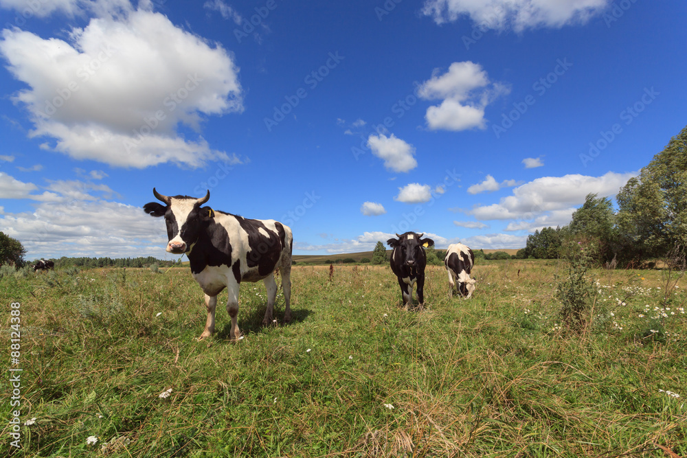 Three young cow in the green grass with trees and clouds
summer Three young cow in the green grass with trees and clouds
summer