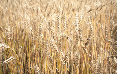 Lot ears of rye on rural field on summer day closeup