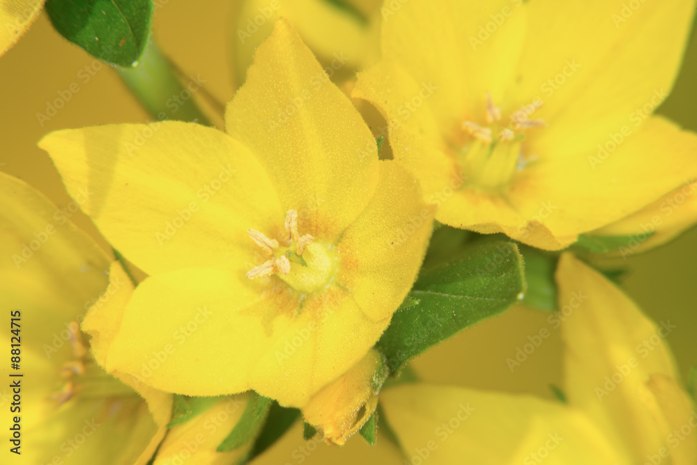 Lysimachia punctata (Garden Loosestri Lysimachia punctata (Garden Loosestri