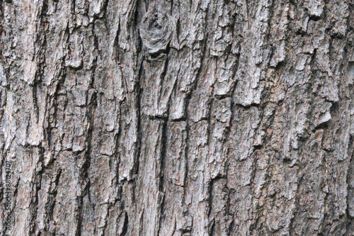 Old tree texture