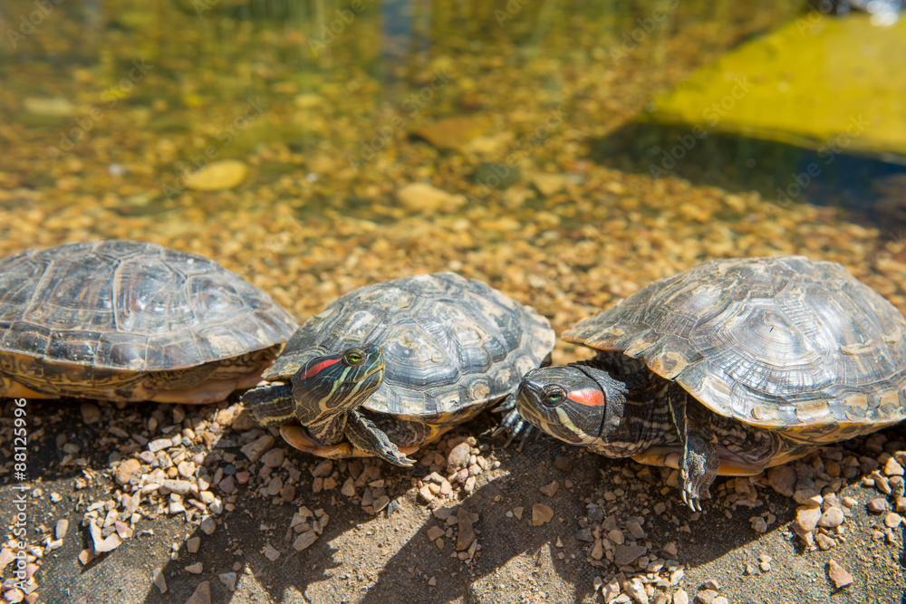 Group Red-eared slider resting on the shore. Turtle lined Group Red-eared slider resting on the shore. Turtle lined