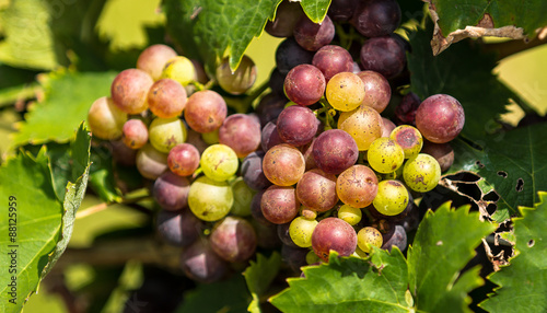 Grapes on the Vine