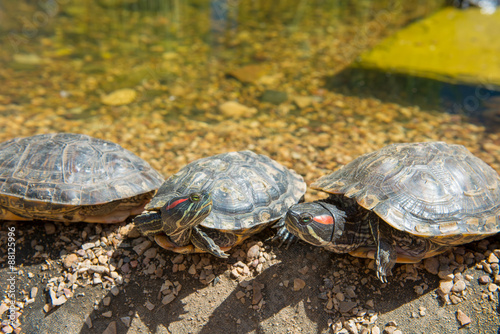 Group Red-eared slider resting on the shore. Turtle lined