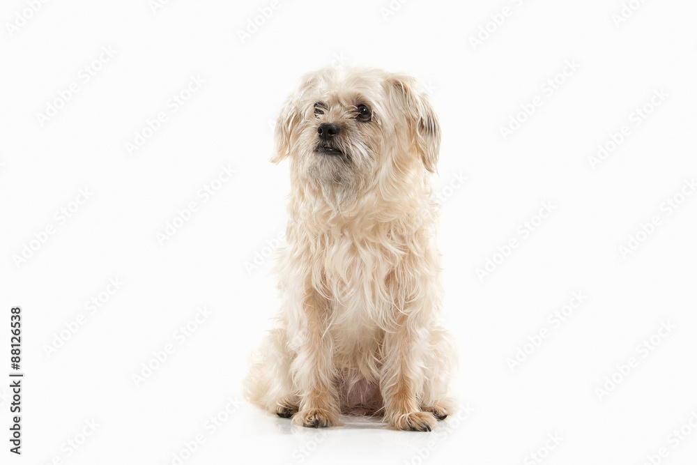 Dog. Domestic dog on white background Dog. Domestic dog on white background