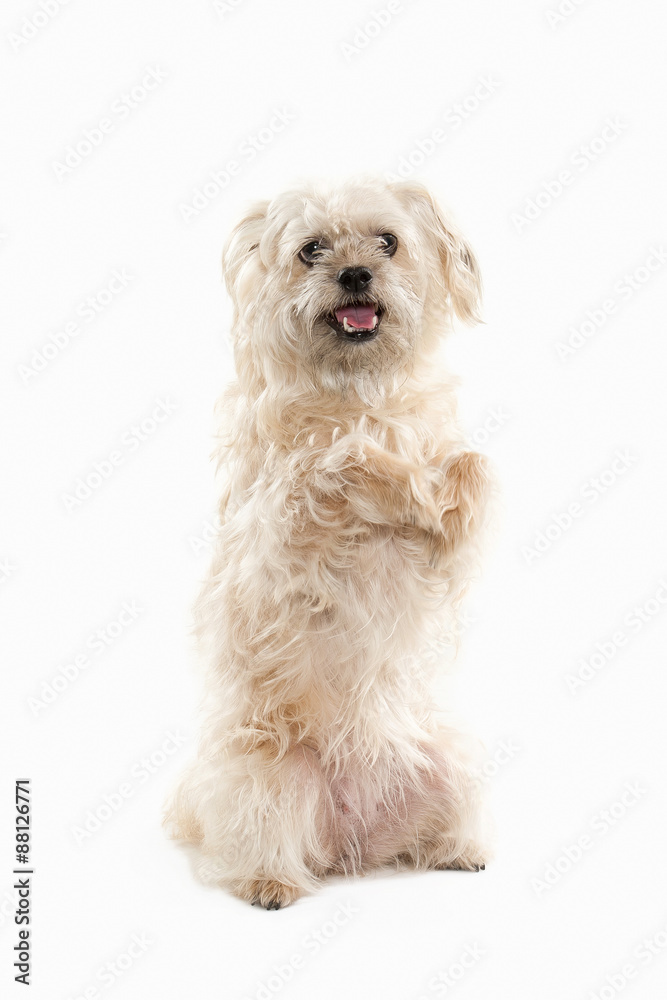 Dog. Domestic dog on white background Dog. Domestic dog on white background