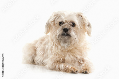 Fototapeta Naklejka Na Ścianę i Meble -  Dog. Domestic dog on white background