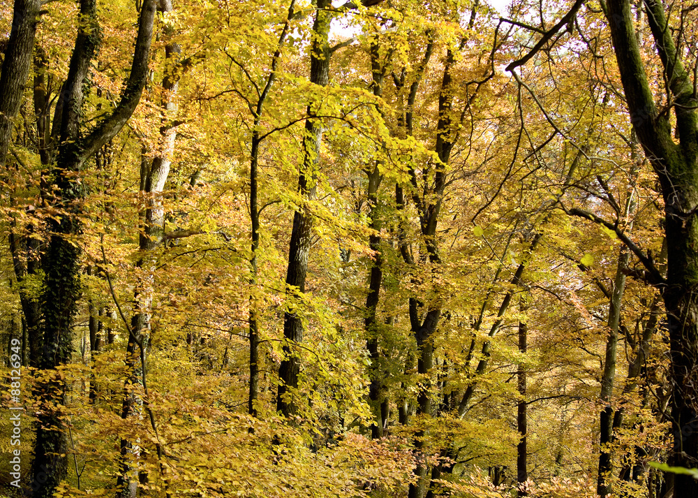 Fototapeta premium Herbstwald
