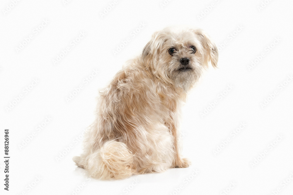 Dog. Domestic dog on white background Dog. Domestic dog on white background