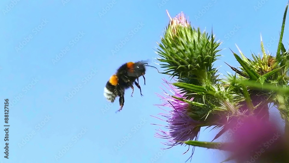 Bumblebee flight beautiful details flying bee 
