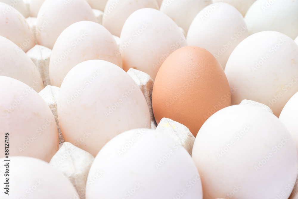 Chicken and duck eggs in carton paper. Chicken and duck eggs in carton paper.