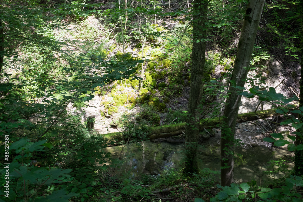 Waldlichtung im Tahl mit Fluss Waldlichtung im Tahl mit Fluss