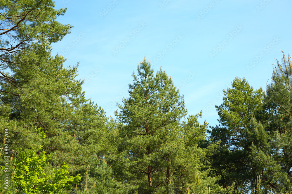 Fir trees in forest over blue sky background
