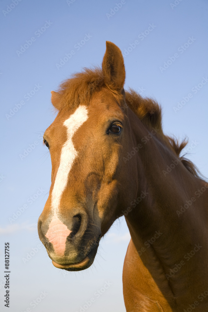 Brown Horse Brown Horse