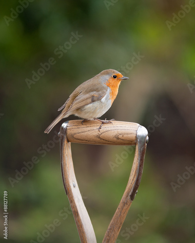 British Robin sitting on a spade