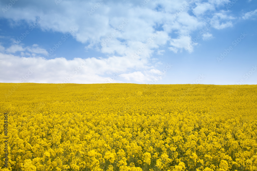 Rape Seed Field Rape Seed Field