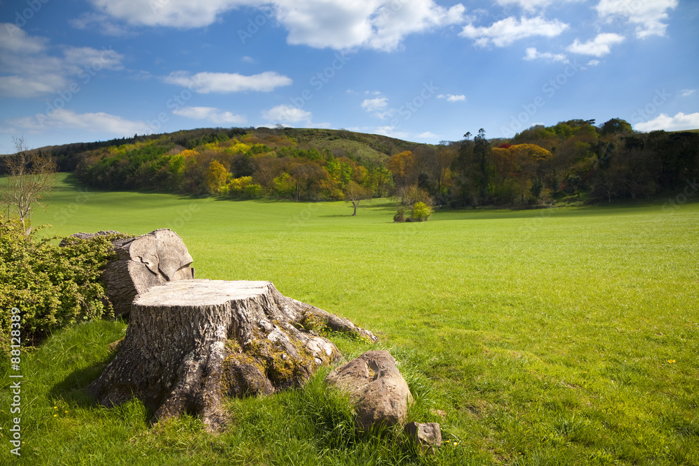 Spring Landscape