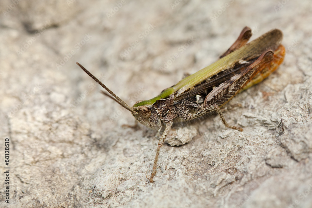 Grasshopper Grasshopper