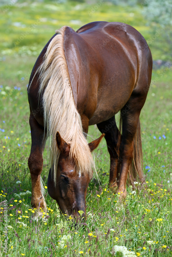 Beautiful brown horse grazing on meadow Beautiful brown horse grazing on meadow