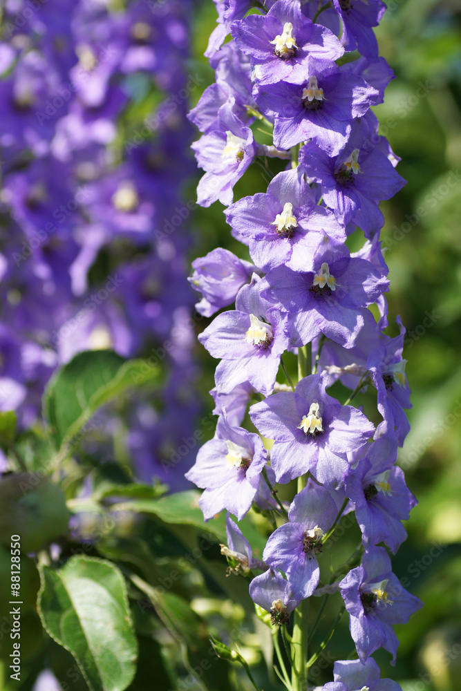 Blue flower in the garden. Blue flower in the garden.