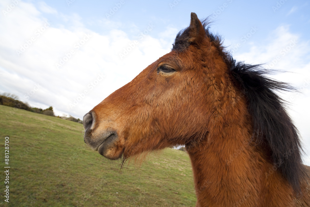 Obraz premium Brown horse