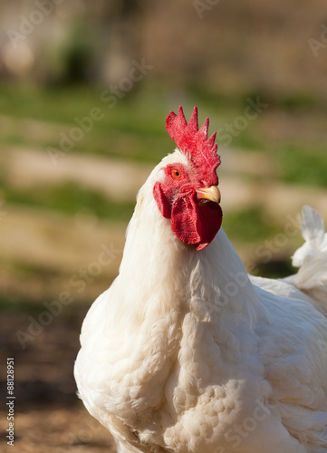 Cockerel in a field