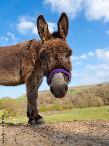 Donkey in a field © Andrew Dorey