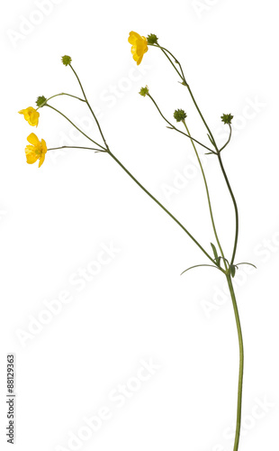 wild isolated yellow buttercup flower
