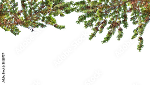 pine branches with cones isolated on white