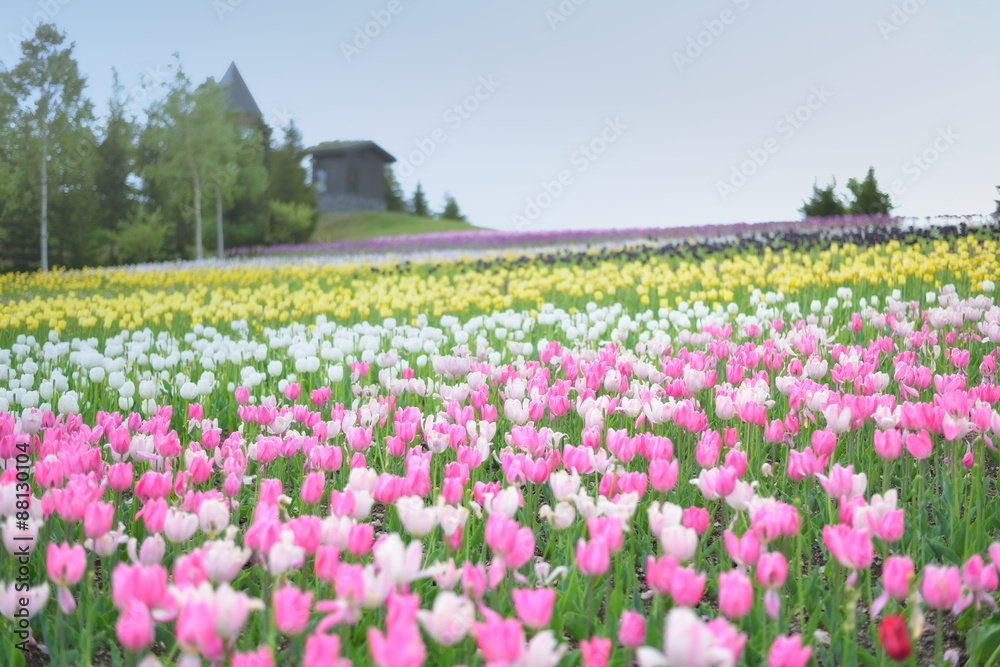 tulips in spring, colorful tulips tulips in spring, colorful tulips