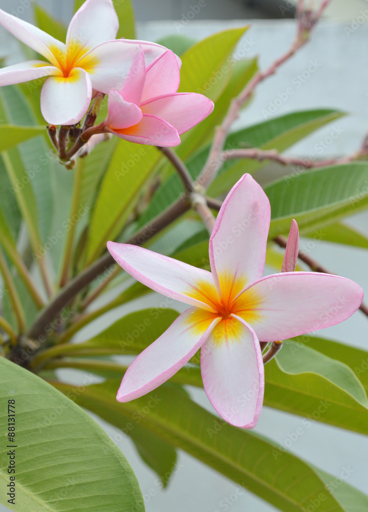 pink plumeria flowers on tree