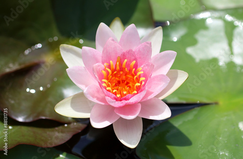 Pink lotus flower in full bloom.