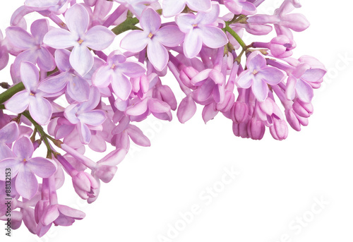Fototapeta Naklejka Na Ścianę i Meble -  isolated corner from light lilac blooms
