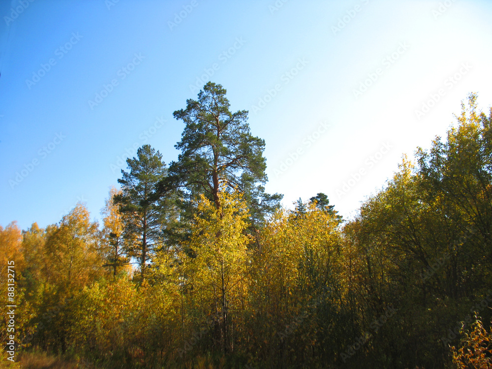 autumn trees and blue sky