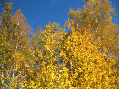 autumn trees and blue sky