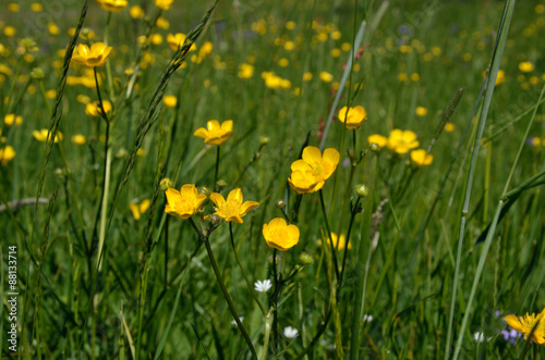 Yellow meadow flowers