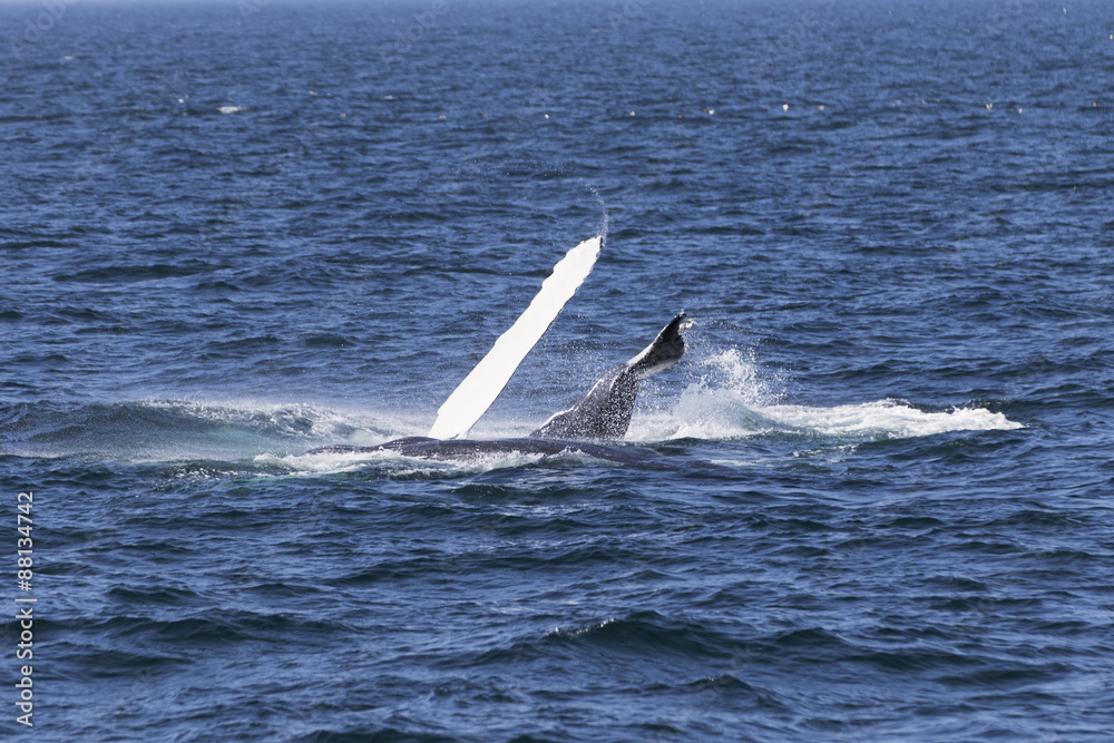 Naklejka premium Whale watching.