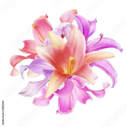 Beautiful  pink Lily