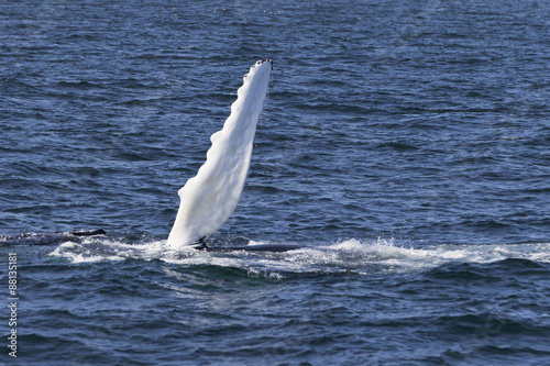 Whale watching.