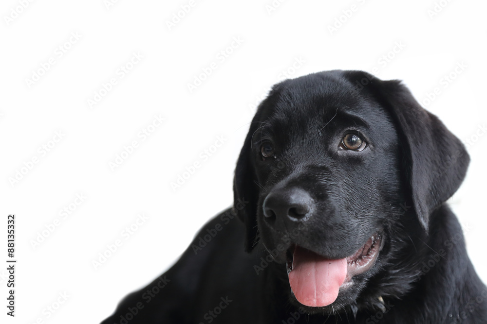 Fototapeta premium isolated black labrador puppy
