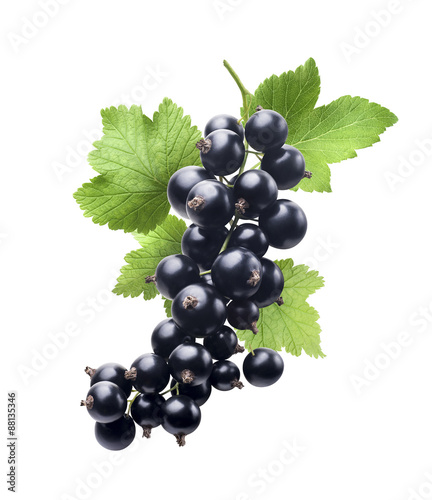 Black currant new isolated on white background