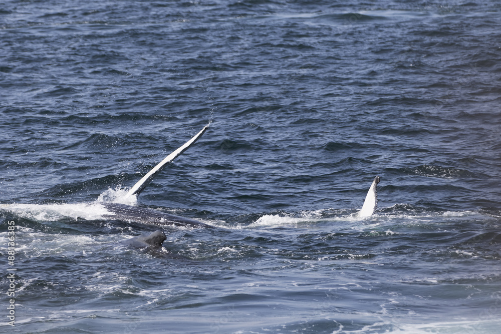 Fototapeta premium Whale watching.