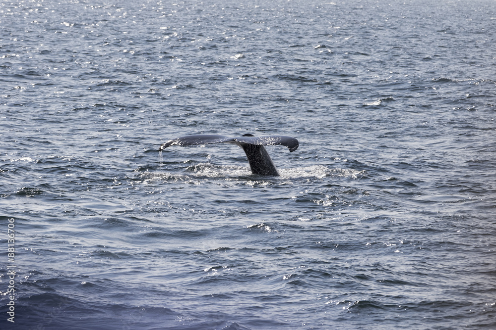 Fototapeta premium Whale watching.